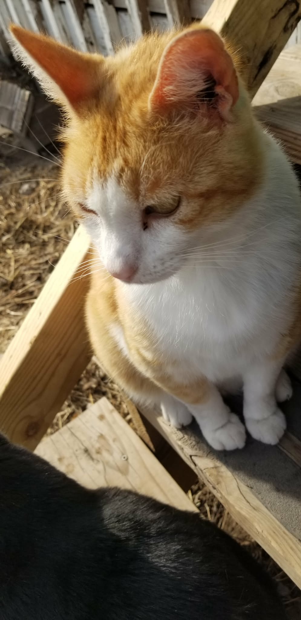 lost cat named Kevin